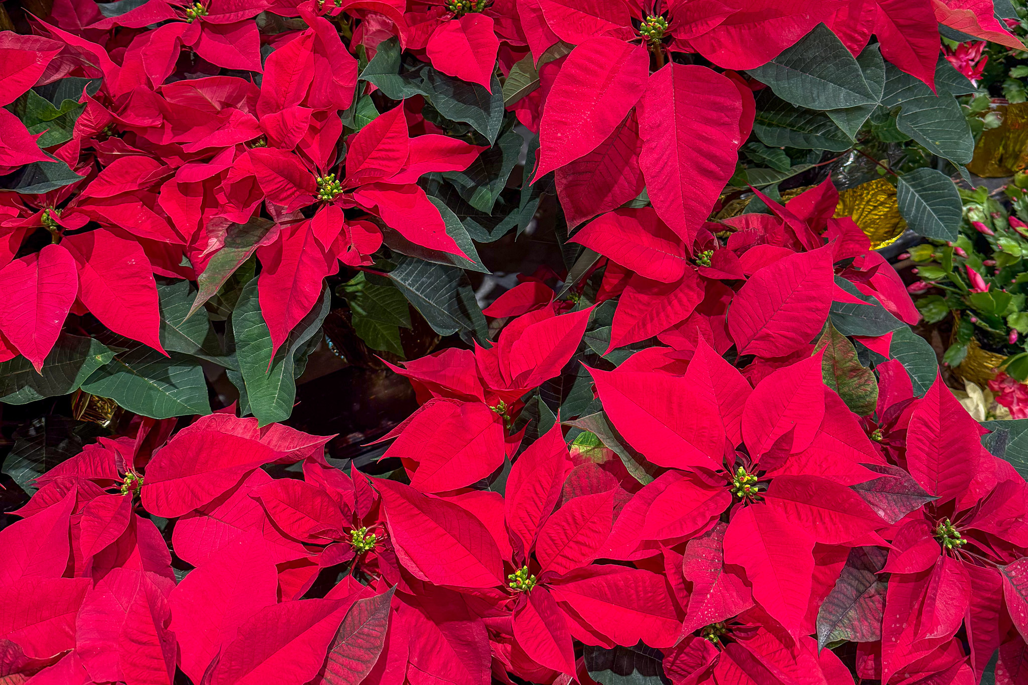 About:Westborn Market Departments