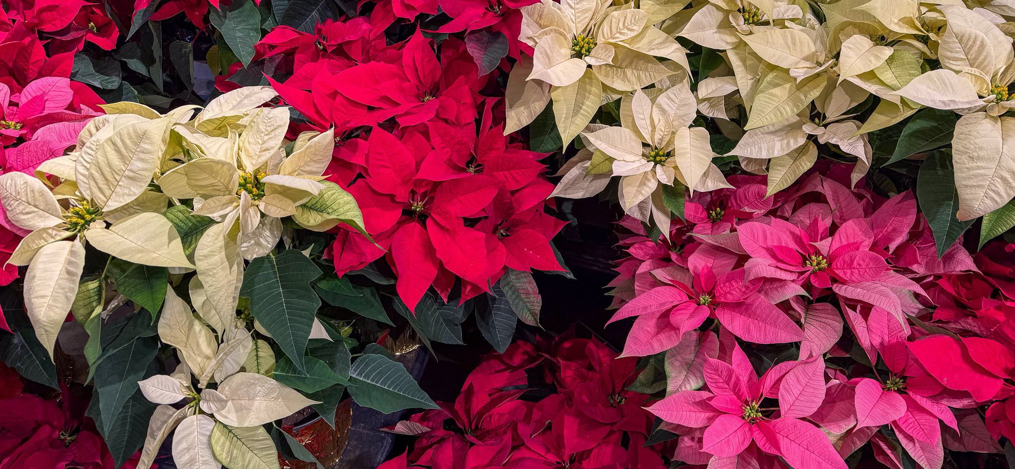 About:Poinsettias Are Here!