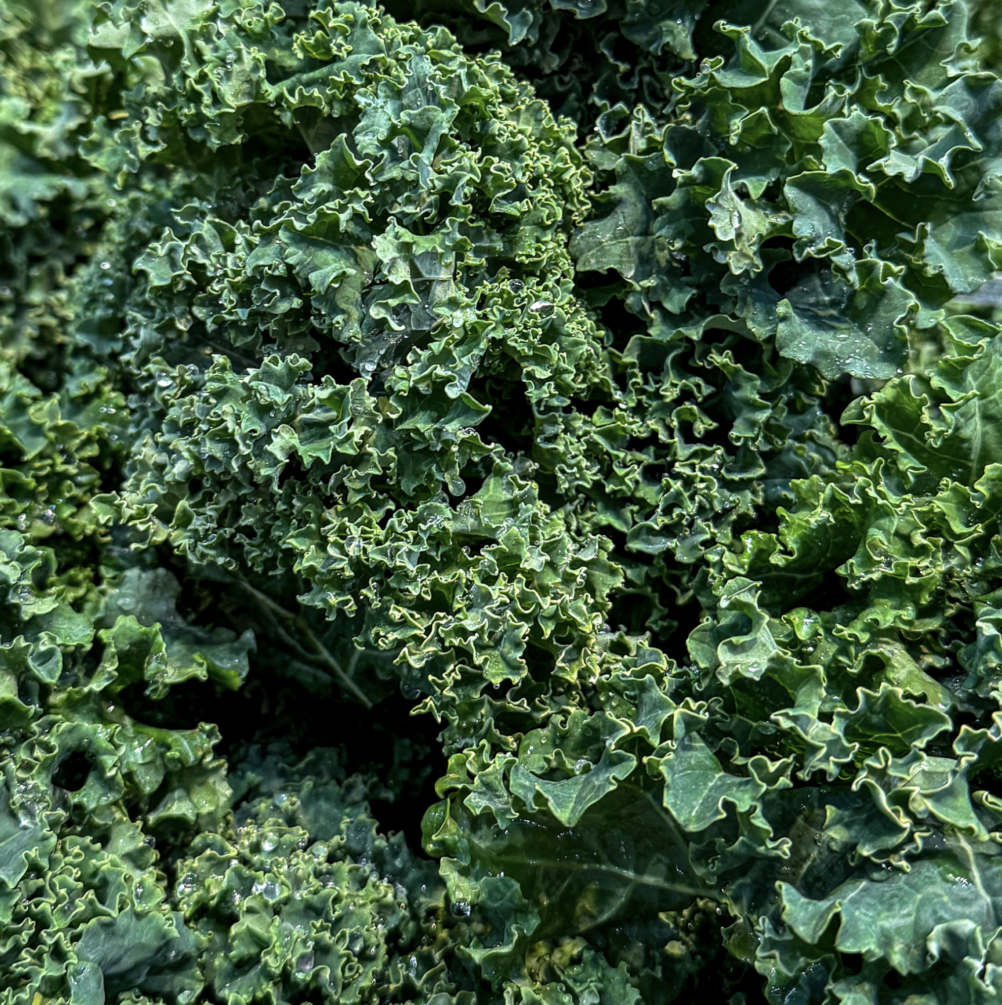 High Protein Southwest Chicken Salad Jars