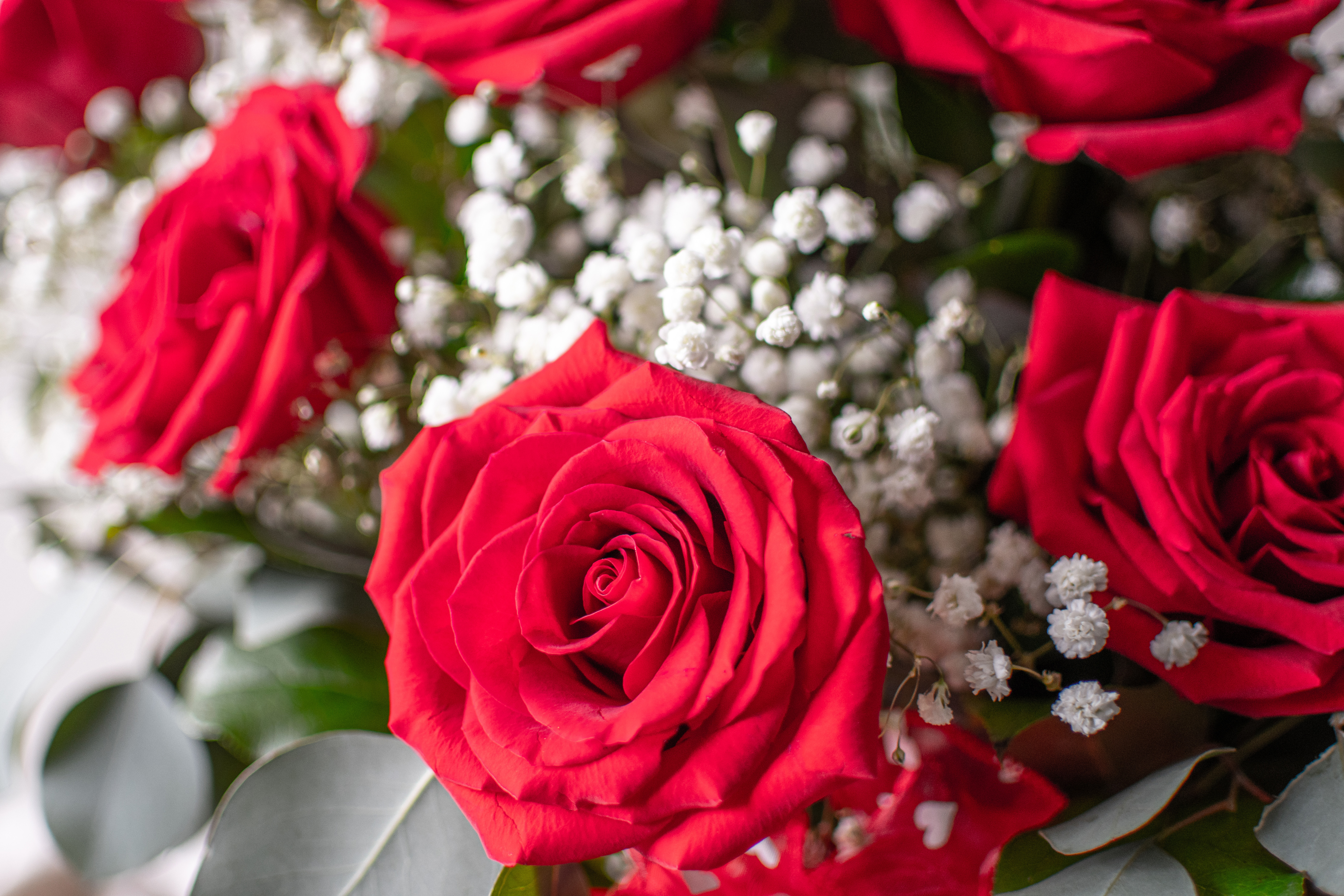 About: product commerce The Juliet- 5 Dozen