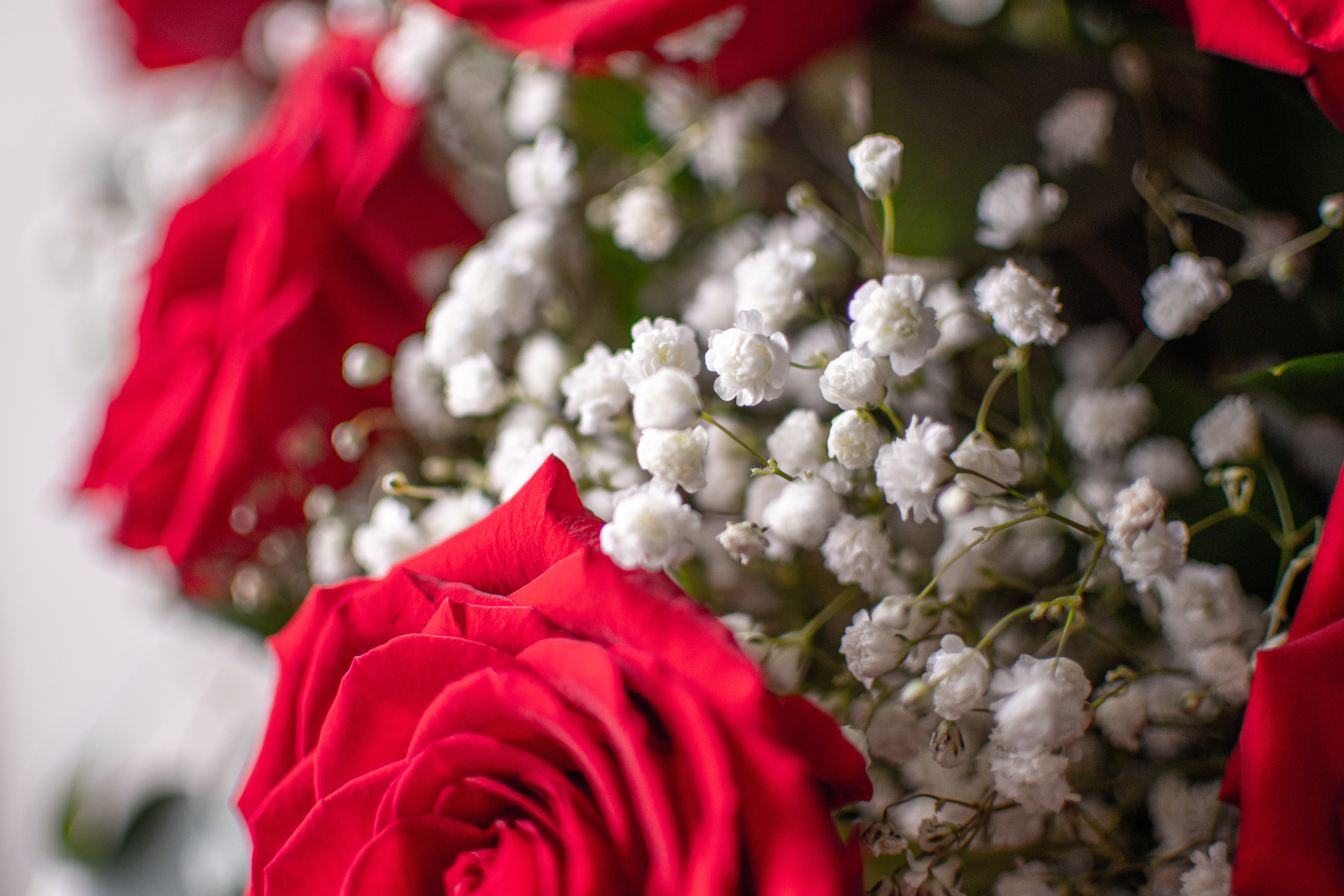 The Juliet - 2 dozen